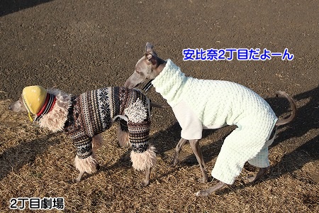 hamukatsuaina 082.jpg