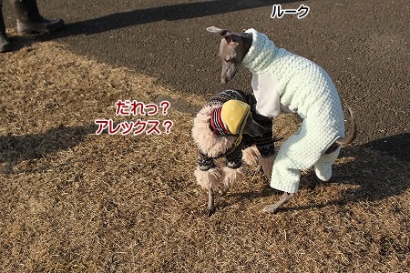hamukatsuaina 083.jpg