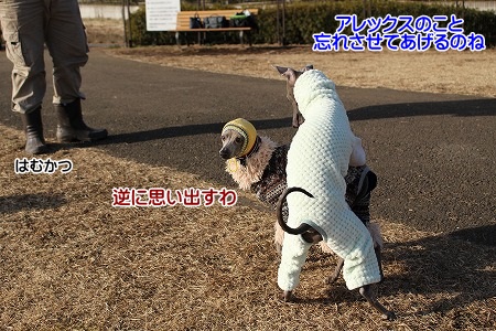 hamukatsuaina 086.jpg