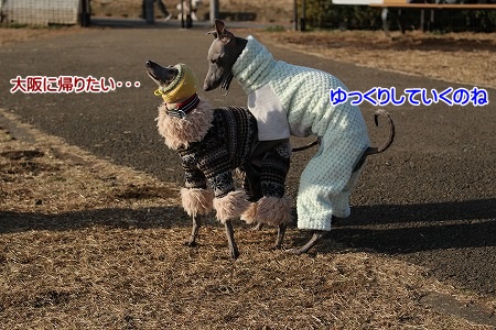 hamukatsuaina 099.jpg