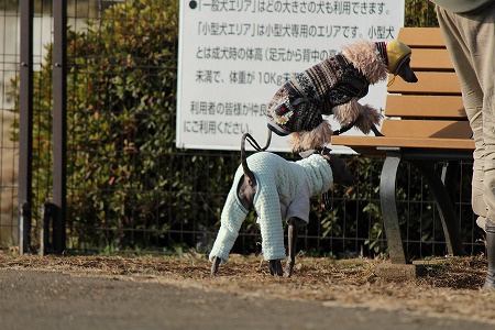 hamukatsuaina 177.jpg