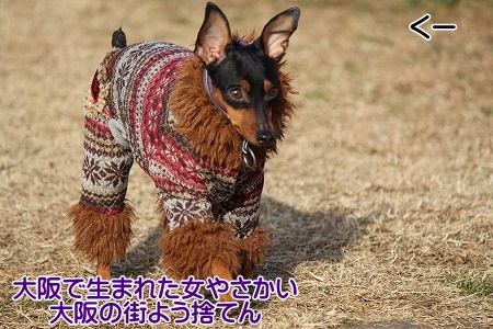 hamukatsuaina 264.jpg