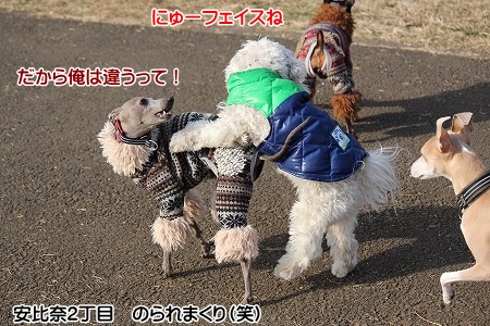 hamukatsuaina 456.jpg