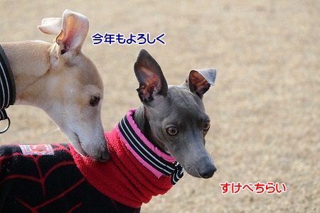 hamukatsuaina 657.jpg