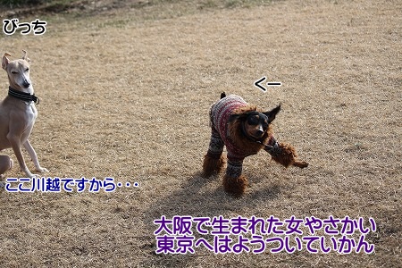 hamukatsuaina 664.jpg