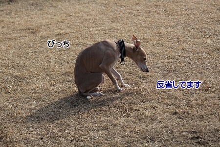hamukatsuaina 667.jpg