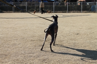 mini_IMG_1137.jpg