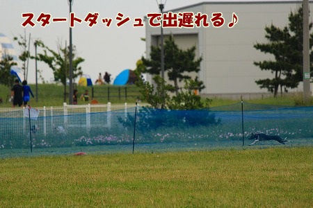 r355.jpg