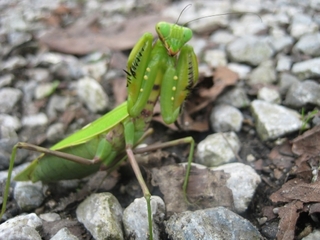 mini_IMG_1506.jpg